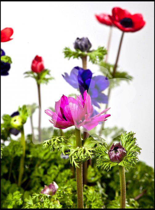bloemen en planten vvbvanbree     1145